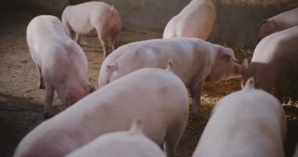 Сільське Господарство Поросята Свині Худоби Фермі — стокове відео