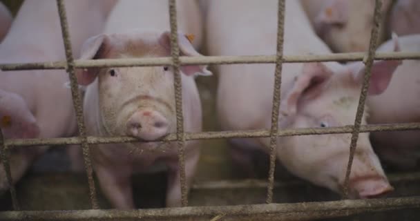 Lechones Agricultura Cerdos Granja Ganado — Vídeo de stock