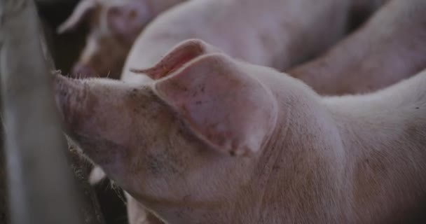 Piglet Pertanian Babi Peternakan Hewan — Stok Video