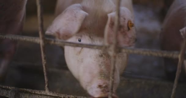 Piglet Pertanian Babi Peternakan Hewan — Stok Video