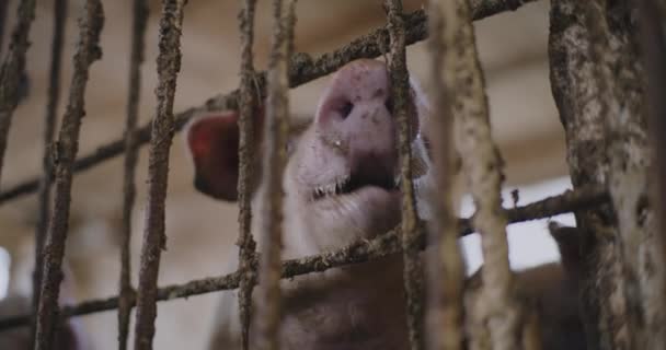 Świnie Rolnicze Gospodarstwie Hodowlanym — Wideo stockowe