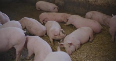 Domuzların Çiftlik Hayvanları Çiftliği Domuzcukları Grubu