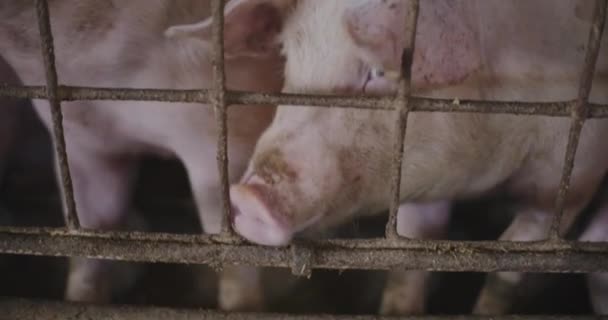Вид Свиней Свиноферме Лиепае — стоковое видео