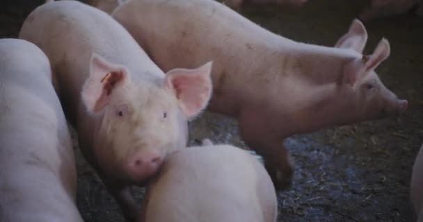 Domuzların Çiftlik Hayvanları Çiftliği Domuzcukları Grubu — Stok video