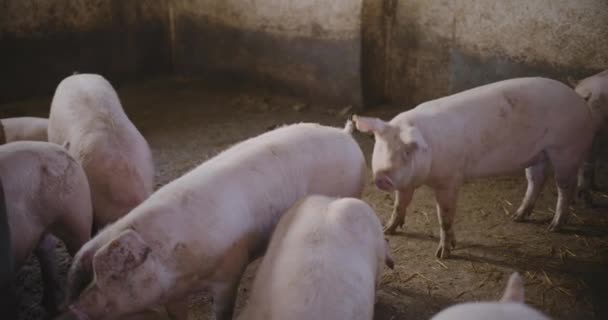 Utsikt Över Grisar Husdjursgården Grupp Smågrisar Svin — Stockvideo