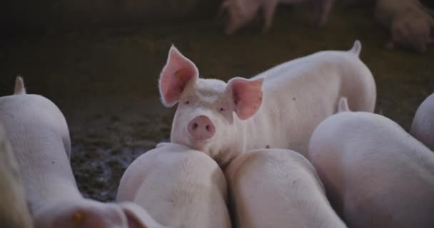 猪只饲养场猪群猪概览 — 图库视频影像
