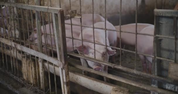 Vista Dos Porcos Fazenda Pecuária Grupo Porcos Suínos — Vídeo de Stock