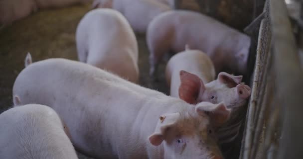 Zicht Varkens Veehouderij Groep Varkens Varkens Varkensvlees — Stockvideo