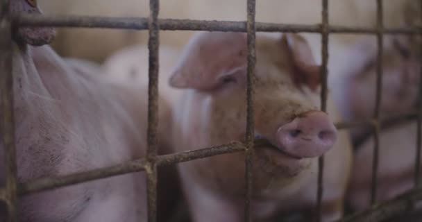 Widok Świń Gospodarstwie Hodowlanym Grupa Prosiąt Świnie — Wideo stockowe