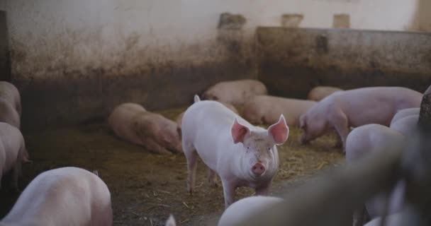 猪只饲养场猪群猪概览 — 图库视频影像