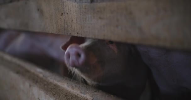 Zicht Varkens Veehouderij Groep Varkens Varkens Varkensvlees — Stockvideo