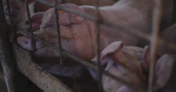 Widok Świń Gospodarstwie Hodowlanym Grupa Prosiąt Świnie — Wideo stockowe