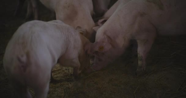 Вид Свиней Тваринницькій Фермі Група Свиней Свиней — стокове відео
