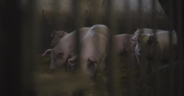 Blick Auf Schweine Auf Nutztierfarm Gruppe Von Ferkeln Schweine — Stockvideo