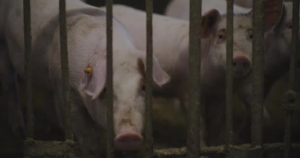 Vista Cerdos Granja Ganadera Grupo Lechones Porcinos — Vídeo de stock