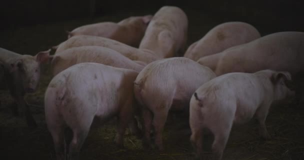 豚の家畜農場グループのピグレット豚を見る — ストック動画