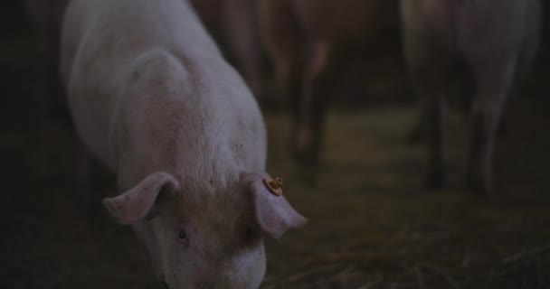 Vista Cerdos Granja Ganadera Grupo Lechones Porcinos — Vídeos de Stock