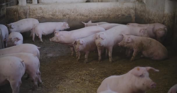 돼지의 돼지의 — 비디오
