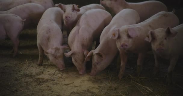 豚の家畜農場グループのピグレット豚を見る — ストック動画