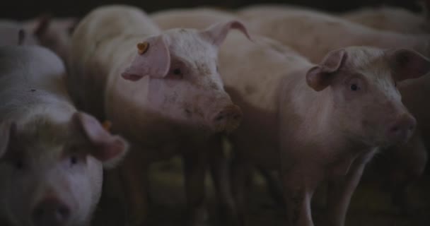 Vista Cerdos Granja Ganadera Grupo Lechones Porcinos — Vídeo de stock