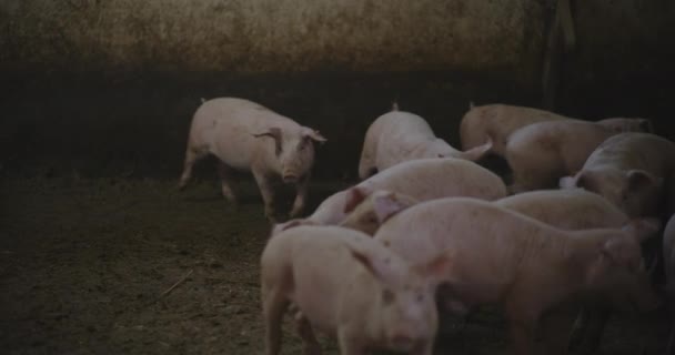 Blick Auf Schweine Auf Nutztierfarm Gruppe Von Ferkeln Schweine — Stockvideo