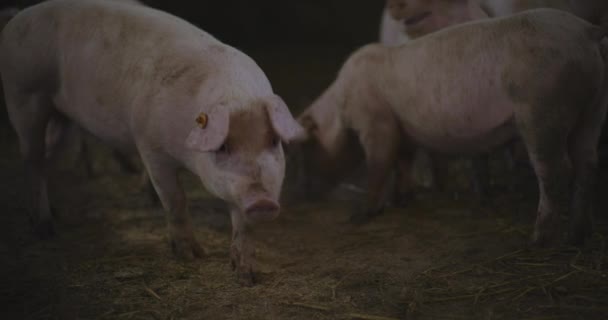 Utsikt Över Grisar Husdjursgården Grupp Smågrisar Svin — Stockvideo