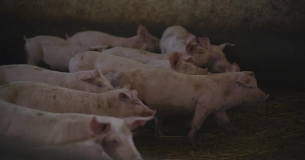 Pohled Prasata Farmě Skupiny Selat — Stock video