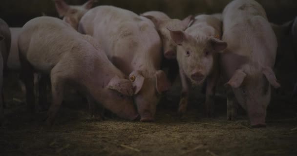 Vista Dos Porcos Fazenda Pecuária Grupo Porcos Suínos — Vídeo de Stock