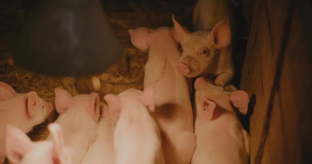 View Young Newborn Piglets Piglets Pigs Livestock Farm Group Piglets — стоковое видео