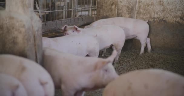 돼지의 그룹에서 신생아 돼지의 — 비디오