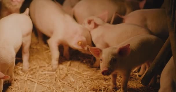 View Young Newborn Piglets Piglets Pigs Livestock Farm Group Piglets — стоковое видео