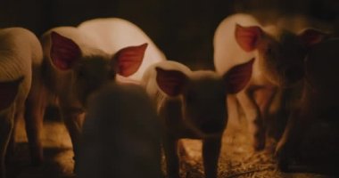 Çiftlik hayvanları çiftliğindeki domuzlardan oluşan domuz yavrularının manzarası.