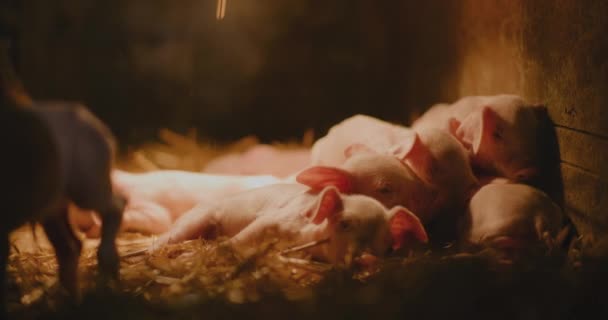 Blick Auf Junge Neugeborene Ferkel Schweine Der Viehzucht Gruppe Von — Stockvideo