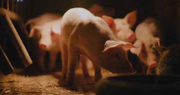 Vista Leitões Recém Nascidos Porcos Gado Fazenda Grupo Leitões Suína — Vídeo de Stock