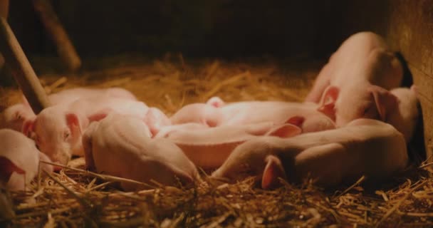 Vista Los Cerdos Recién Nacidos Granja Ganadera Grupo Cerdos Lechones — Vídeo de stock