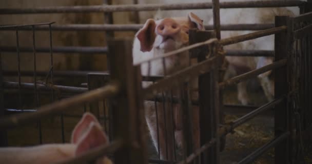 돼지의 그룹에서 신생아 돼지의 — 비디오