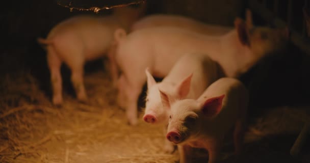 Vue Des Jeunes Porcelets Nouveau Nés Porcs Élevage Groupe Porcelets — Video