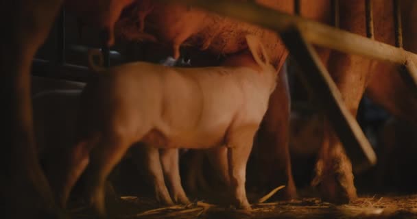 Çiftlik Hayvanları Çiftliğindeki Domuzlardan Oluşan Domuz Yavrularının Manzarası — Stok video