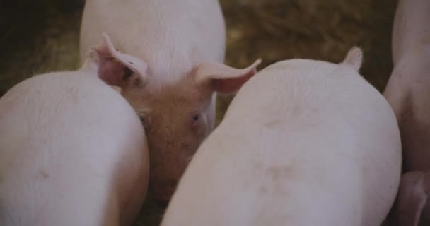 Blick Auf Junge Neugeborene Ferkel Schweine Der Viehzucht Gruppe Von — Stockvideo