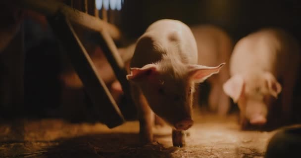 幼仔猪在仔猪畜禽饲养场群的生存观 — 图库视频影像