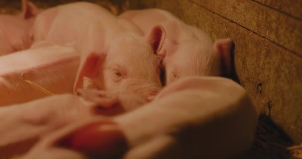 若い新生児の豚のブタを見る 家畜農場のグループ 豚の豚 — ストック動画