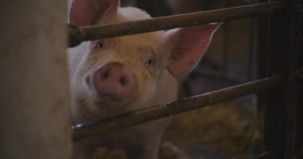 Çiftlik Hayvanları Çiftliğindeki Domuzlardan Oluşan Domuz Yavrularının Manzarası — Stok video