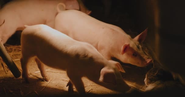 Zicht Jonge Pasgeboren Biggen Varkens Bij Livestock Farm Group Piglets — Stockvideo