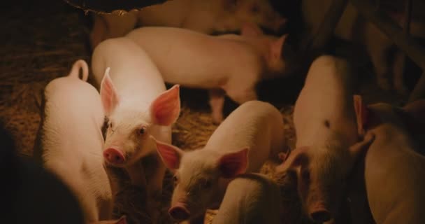 Vista Los Cerdos Recién Nacidos Granja Ganadera Grupo Cerdos Lechones — Vídeo de stock