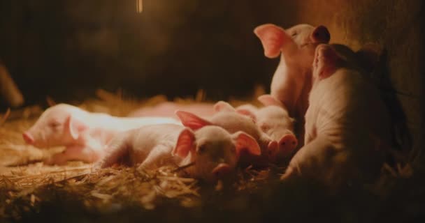 Vista Los Cerdos Recién Nacidos Granja Ganadera Grupo Cerdos Lechones — Vídeos de Stock