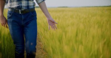 Çiftlik hayvanları çiftliğindeki domuzlardan oluşan domuz yavrularının manzarası.