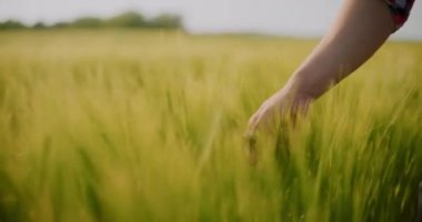 Tarlada çalışan çiftçi, ekin, tarım ve tarım konularını inceliyor. Çiftçi eli yeşil buğday mahsulü tarım endüstrisine dokundu.