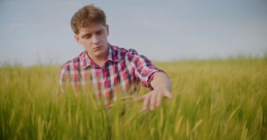 Tarlada çalışan çiftçi, ekin, tarım ve tarım konularını inceliyor. Çiftçi eli yeşil buğday mahsulü tarım endüstrisine dokundu.