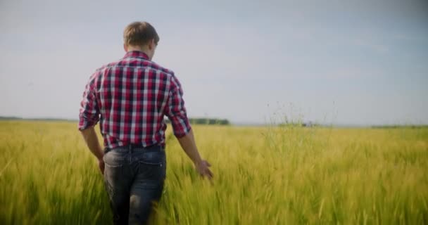 Hombre Agricultor Que Trabaja Campo Inspecciona Concepto Cosecha Agrícola Del — Vídeos de Stock