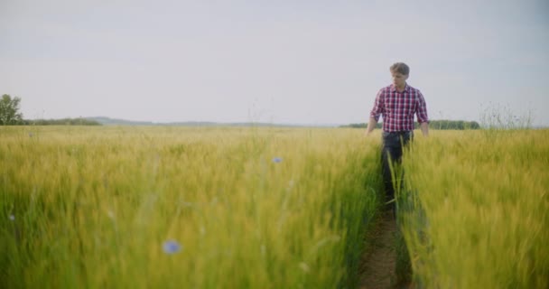 Uomo Agricoltore Che Lavora Nel Campo Ispeziona Concetto Raccolto Agricolo — Video Stock